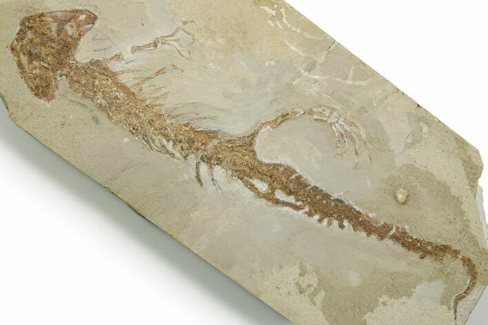 Fossil Salamander (Chelotriton) - Gračanica, Bosnia #377560